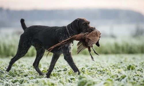 Натаска легавых собак в питомнике дратхааров и курцхааров vom Adlerhügel